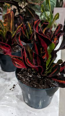 Nourish Botanica by null