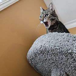Cat Ladies Cat Sitting