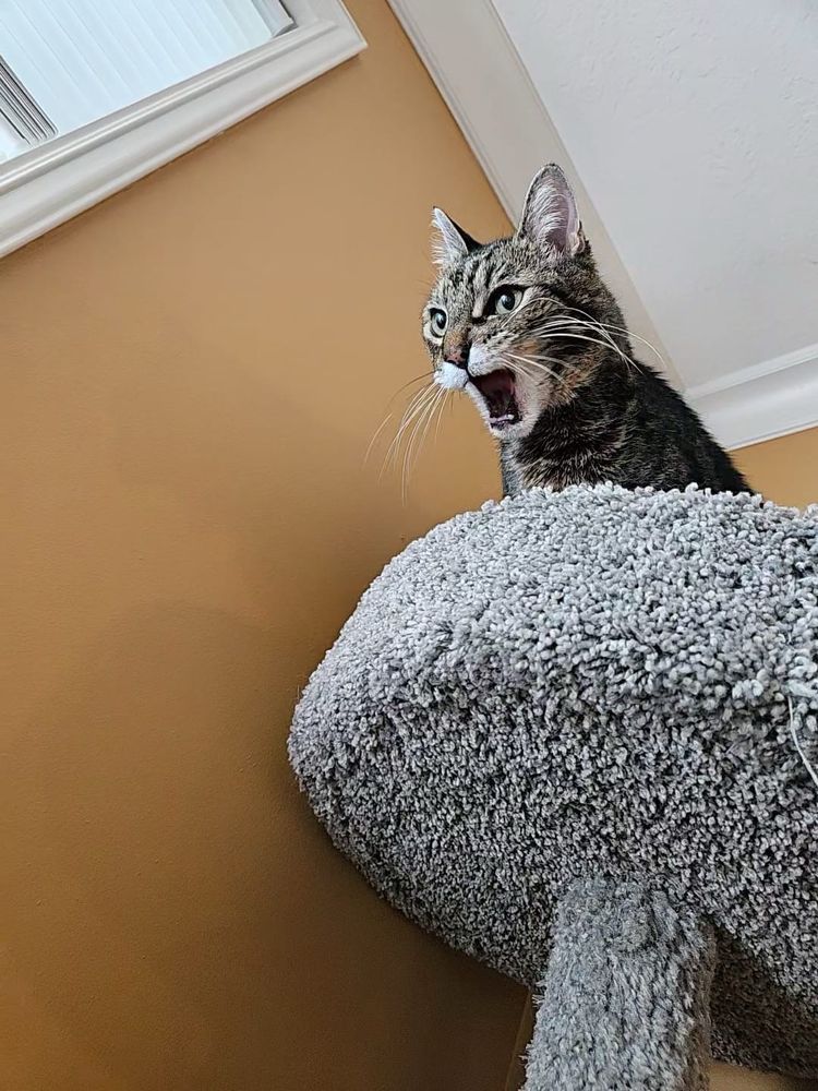 Cat Ladies Cat Sitting - pet boarding facility in Seattle, WA