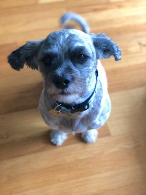 PAWS Chicago by null