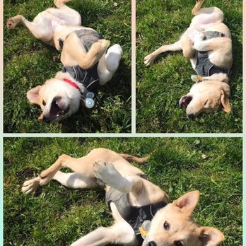 Seattle Offleash - Dog Walkers Near Me