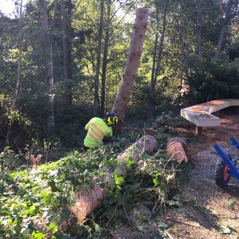Honest Arborist - George making final cut on tree using care not to damage the bench nearby. - Tree Services Near Me
