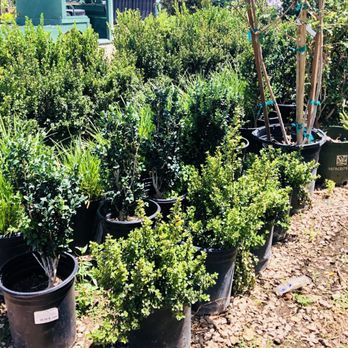 Camarillo Nursery - Shrubs - Nurseries & Gardening Near Me - Camarillo, California Camarillo Nursery - Shrubs - Nurseries & Gardening Near Me - Camarillo, California