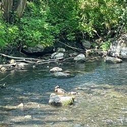 Charlie C. Major Nature Trail - Duck sunning himself