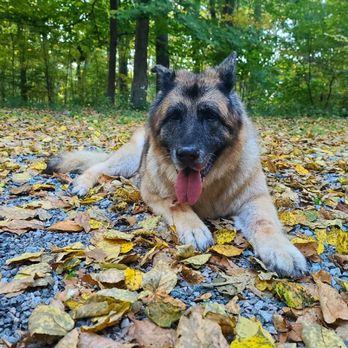 Lovable Puppy Spa - Pet Groomers Near Me