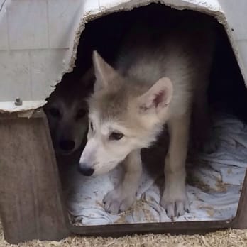 Red Wolf Sanctuary - I can't stop - Tours Near Me - Rising Sun, Indiana