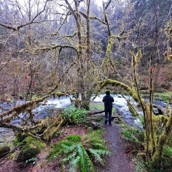 Sweet creek trail - Hiking Near Me - Mapleton, Oregon Sweet creek trail - Hiking Near Me - Mapleton, Oregon