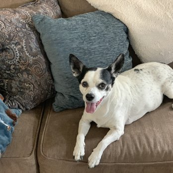 Dr Marchi - Pet Euthanasia at Home - Pooh Bear 3 - Veterinarians Near Me - Long Beach, California Dr Marchi - Pet Euthanasia at Home - Pooh Bear 3 - Veterinarians Near Me - Long Beach, California