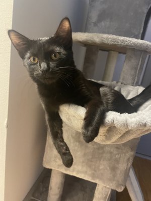 Atlanta Humane Society by null