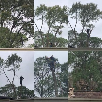 Canopy Queen Arbor Care - No job to large. - Tree Services Near Me Canopy Queen Arbor Care - No job to large. - Tree Services Near Me