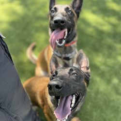 Top Tier K9 - Bradenton - Zelda and Little Man both Service Dogs that also Protect