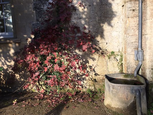 Oxford Botanic Garden by null