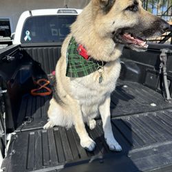 Canyon Canines - Peyton always looking fresh after her grooming appointments at Canyon Canine!