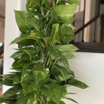 Tall Plants - Beautiful portho - Nurseries & Gardening Near Me - Houston, Texas