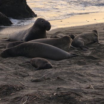 Elephant Seal Vista Point - Beaches Near Me - San Simeon, California Elephant Seal Vista Point - Beaches Near Me - San Simeon, California