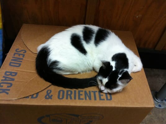 Kalapawai Market by null