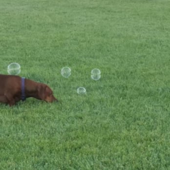 Oakdale Dog Park - Bacon flavored dog bubbles - Dog Parks Near Me - Oakdale, California Oakdale Dog Park - Bacon flavored dog bubbles - Dog Parks Near Me - Oakdale, California