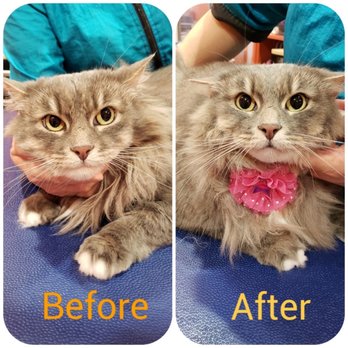 Sun's Pet Grooming - Pet Groomers Near Me - Rancho Palos Verdes, California Sun's Pet Grooming - Pet Groomers Near Me - Rancho Palos Verdes, California