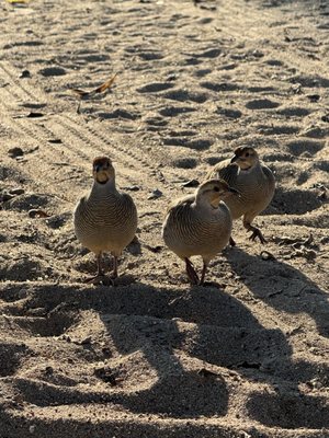 Lily's Malibu by null