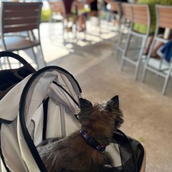 Frigate's Waterfront Bar and Grill - Pup in his carriage looking at the water - Seafood Near Me - Melbourne, Florida