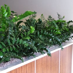 Growing Roots La Jolla - ZZ plants make a nice break between areas of an office.