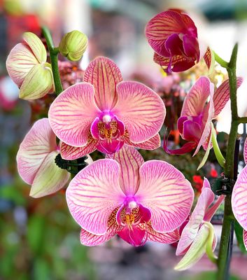 TOP 10 BEST Cheap Plants in Miami, FL - Updated 2026 - Yelp