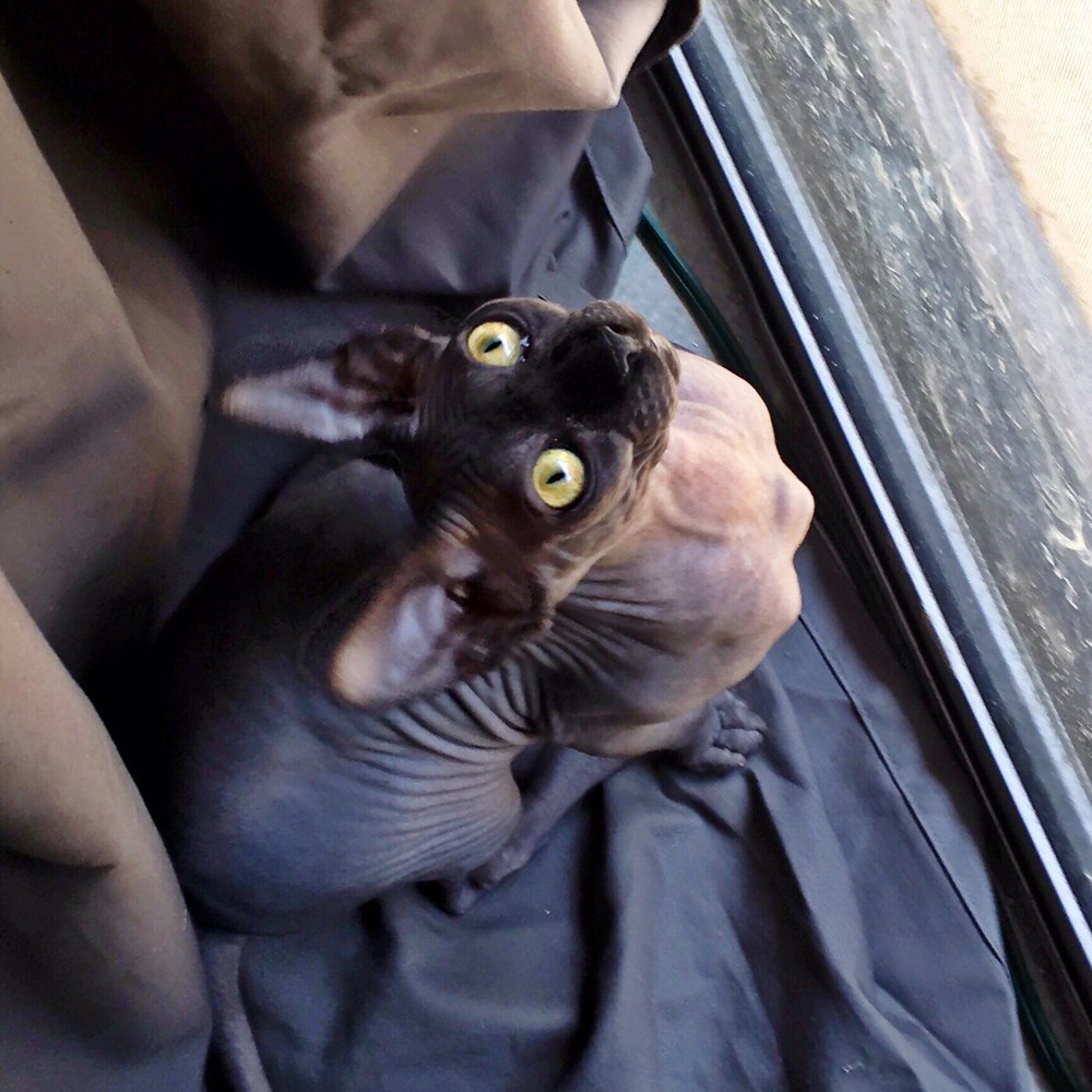 Peach Fuzz Sphynx - Pet Adoption Near Me Peach Fuzz Sphynx - Pet Adoption Near Me