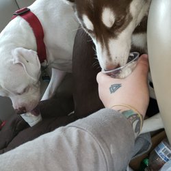 McDonald's - They're eating their free ice cream!