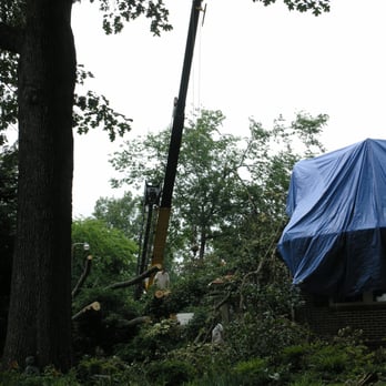 Tip Top Tree Care - Tree Services Near Me - Powell, Tennessee Tip Top Tree Care - Tree Services Near Me - Powell, Tennessee