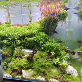 Picasso Exotic Aquatics - Display setup for sale - such vivid colors - Aquarium Services Near Me - Lenexa, Kansas