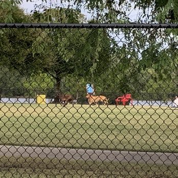 Markham Park - Doggies enjoying a beautiful day at Barkham Park! - Parks Near Me - Sunrise, Florida