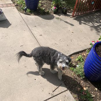 Coature Pet Spa - Buddy the Wonder Dog! - Pet Groomers Near Me - Chico, California Coature Pet Spa - Buddy the Wonder Dog! - Pet Groomers Near Me - Chico, California
