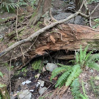 Turtleback Mountain Preserve - Kind of looks like a den. - Hiking Near Me - Eastsound, Washington Turtleback Mountain Preserve - Kind of looks like a den. - Hiking Near Me - Eastsound, Washington