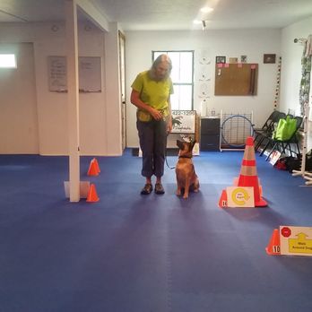 Dogtastic - Rally - Pet Training Near Me - Fayetteville, Arkansas