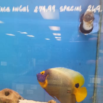 Fish Land - Super  large  blue face angel only 250. Wow!!! - Pet Stores Near Me - Houston, Texas