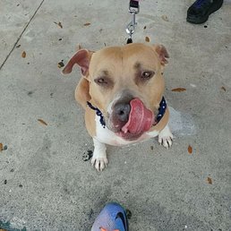 Happy Dog, Clean Dog! Happy Dog, Clean Dog!