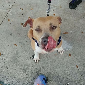 Phoenix Pet Salon - Happy Dog, Clean Dog! - Pet Groomers Near Me - Davie, Florida Phoenix Pet Salon - Happy Dog, Clean Dog! - Pet Groomers Near Me - Davie, Florida