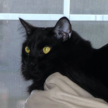 Whiskers & Wings Pet Care - Pet Sitting Near Me Whiskers & Wings Pet Care - Pet Sitting Near Me