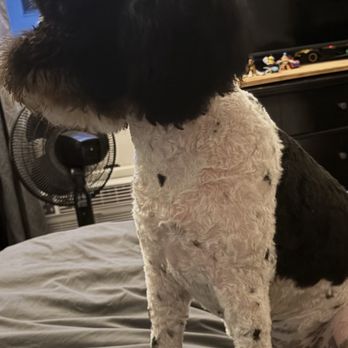 Hollywood Pet Center - Look at my baby just in shock with raw skin - Pet Stores Near Me - Burbank, California Hollywood Pet Center - Look at my baby just in shock with raw skin - Pet Stores Near Me - Burbank, California
