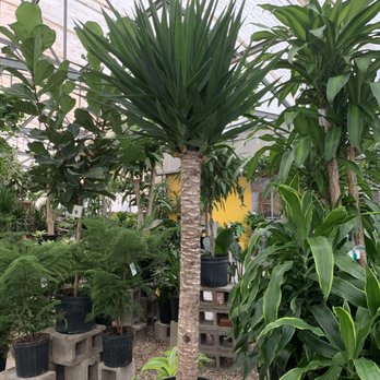 Plants & Planters - Nurseries & Gardening Near Me - Richardson, Texas
