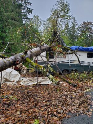 Emergency tree removal - We understand how stressful having a tree come down on your home can be. We are available 24 hours a day to help and work with all insurance companies.