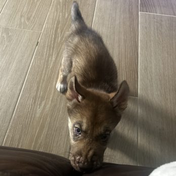 EVE Pet Hospital - Now! - Veterinarians Near Me - Mesa, Arizona