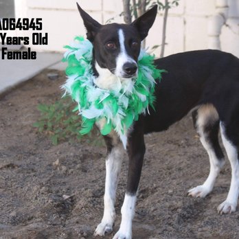 Central California SPCA - PTS AT CCSPCA - Animal Shelters Near Me - Fresno, California Central California SPCA - PTS AT CCSPCA - Animal Shelters Near Me - Fresno, California
