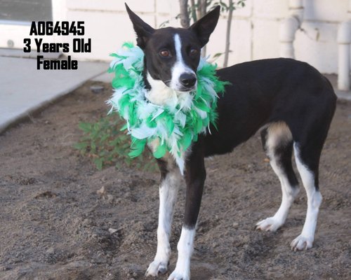 CENTRAL CALIFORNIA SPCA - 92 Photos & 119 Reviews - 103 S Hughes Ave