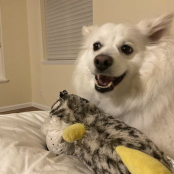 Dirty Dog Grooming - This is Pookie being sweet with his favorite toy. - Pet Groomers Near Me - Florence, Oregon Dirty Dog Grooming - This is Pookie being sweet with his favorite toy. - Pet Groomers Near Me - Florence, Oregon
