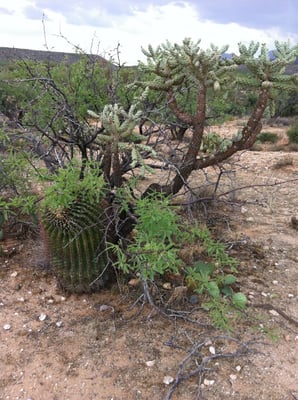 Catalina State Park by null
