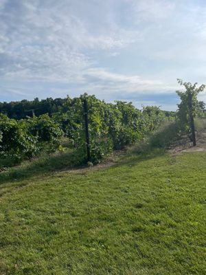 Peninsula Cellars by null