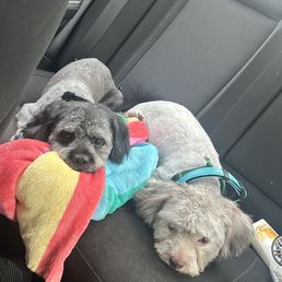 Prince Benji Dog Grooming: Unleash Flawless Style