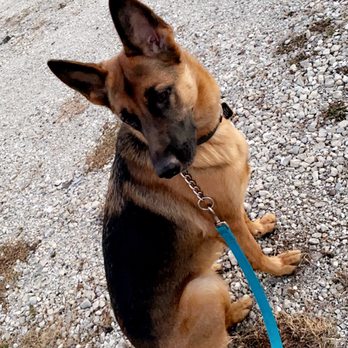 Butt Waggin Tails - Hailey.. our German Shepard who was being trained for the basics. Leash activity and walks - Pet Sitting Near Me
