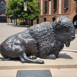 University of Colorado Boulder - Here's the Buffalo Statue